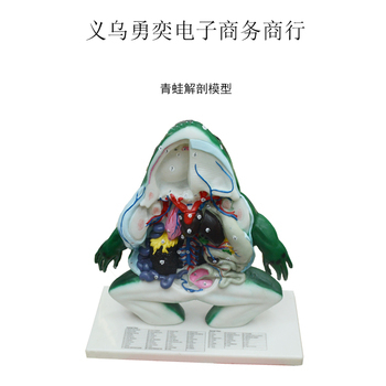 青蛙模型解剖教學(xué)儀器 提升生物課堂互動性與教學(xué)效果